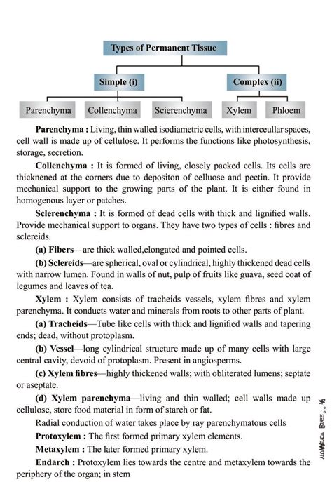 Class 11 Biology Notes For Anatomy Of Flowering Plants