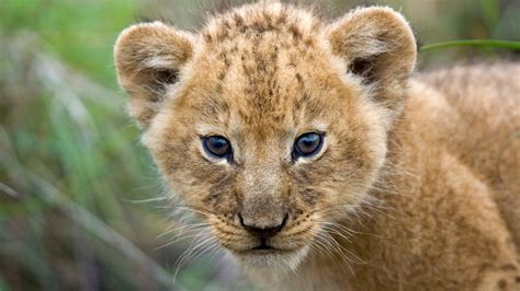 Animals Hd Images Photos Wallpapers Free Download 2019 Lion Cub 4k