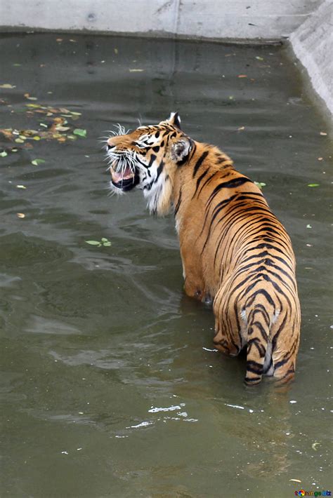 Tiger Roars Free Image № 45720