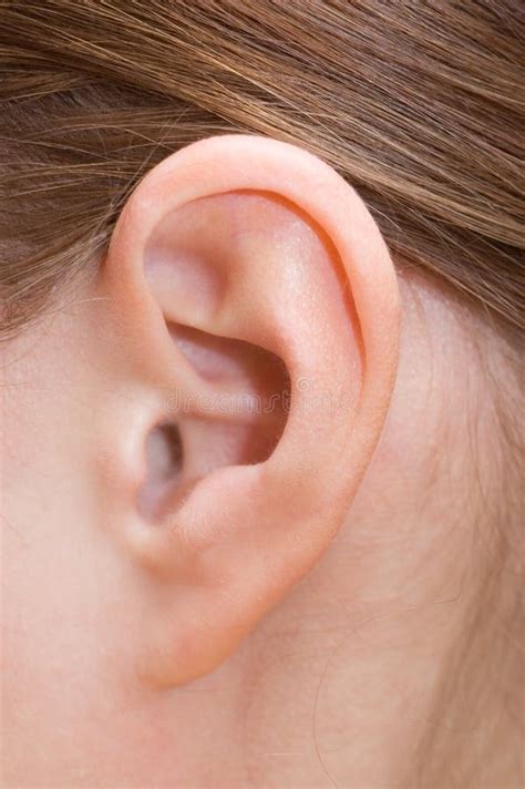 20619 Human Ear Stock Photos Free And Royalty Free Stock Photos From