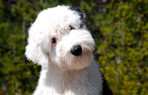 Old English Sheep Dog Temperament And Info About The Bobtail Dog Breed
