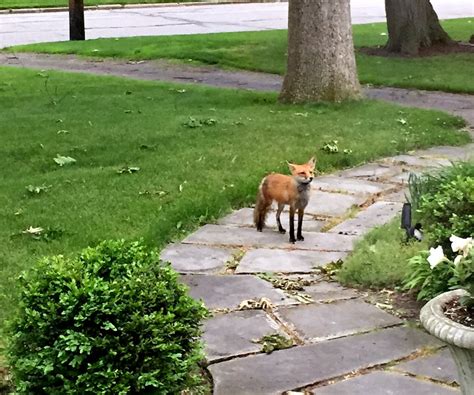 Fox In The Front Yard Clean Eats Fast Feets