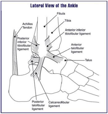 Quizlet is the easiest way to study, practise and master what you're learning. Distal Tibiofibular Syndesmosis - Physiopedia