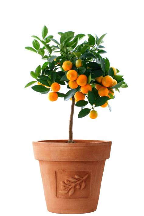 Whendoirepot Potted Trees Calamondin Orange Tree Fruit Trees