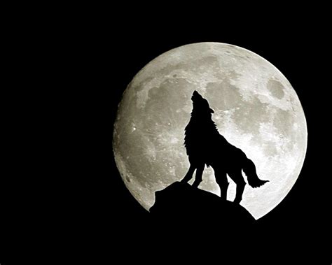 Maybe you would like to learn more about one of these? Wolf Pictures - Cool Images of Wolves