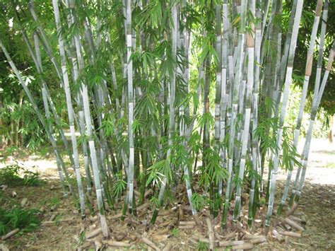 Silver Ghost Bamboo Bamboo Australia Sunshine Coast