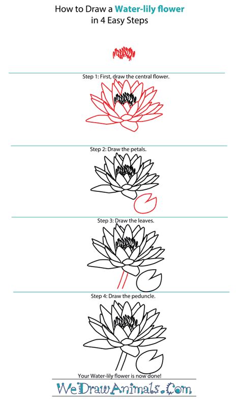 Lily Flower Drawing Easy Step By Step Seijimonogatari