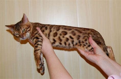 Learn more about bengal cats, a cross between wildcats and domestic cats, what they look like, and pictures of this beautiful spotted breed. Bengal kitten - hypoallergenic cat = yay! maybe i can have ...