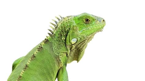 10 Tipos De Iguanas Que Tienes Que Ver Mascotas únicas The Reptile Blog