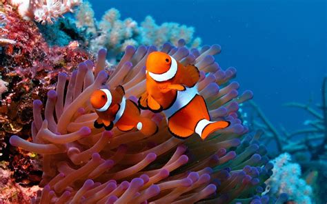 Live wallpapers even stop playing when your desktop is not visible to use almost no resources while you are working. Sea Life Wallpaper (56+ pictures)