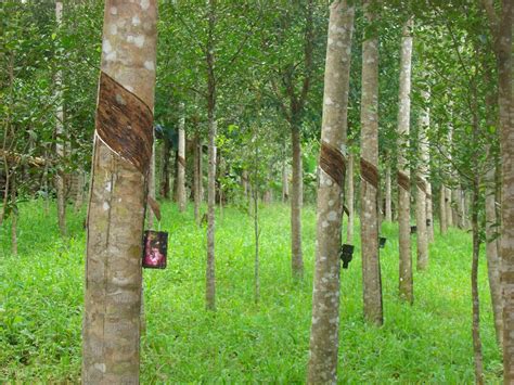 Cara hilangkan sakit gigi dengan kapur dan sirih. Dasar british dan kesan terhadap ekonomi negara on emaze