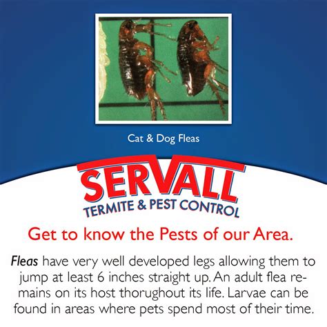 Servall Pest Control Flea Pest Control
