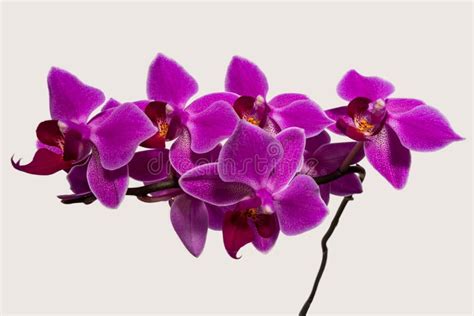 Pink Orchid Flower Branch Stock Photo Image Of Natural 192268634