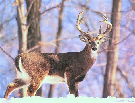 You can also upload and share your favorite free whitetail free whitetail deer wallpapers. Whitetail Deer Backgrounds - Wallpaper Cave