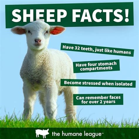 Amazing Sheeps Fun Facts About Animals Facts About Sheep Animal Facts