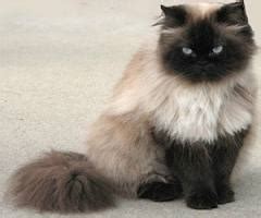 They ran while you cleaned, but i saw one lingering just before the bridge. The Himalayan Cat Breed - Pets Cute and Docile