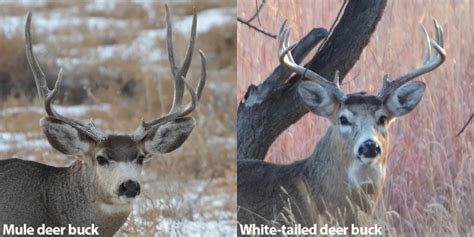 A Quick Guide To Differentiate Mule Deer From White Tailed Deer Colorado Outdoors Online