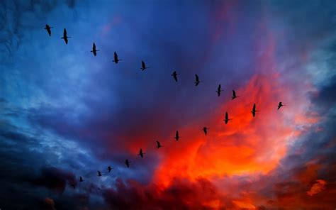Sky Sunset Birds Geese Wallpapers Hd Desktop And Mobile Backgrounds