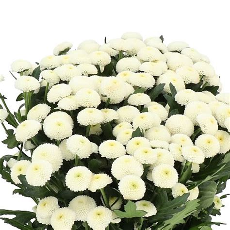 Chrysant San Hachi Cm Wholesale Dutch Flowers Florist Supplies Uk