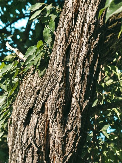 Osage Tree Identification