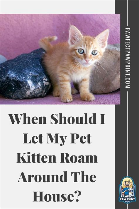 When Should I Let My Kitten Roam The House Introducing Kitten To Dog