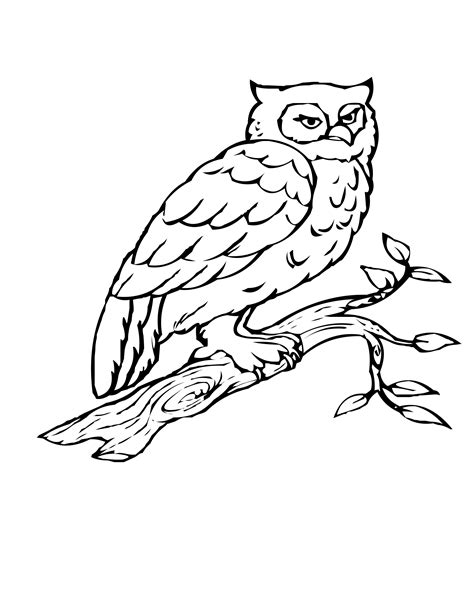 Owl In A Tree Drawing At Getdrawings Free Download