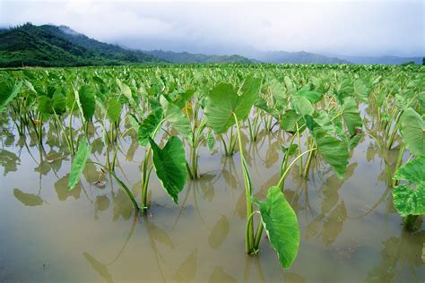 Primarily, they like heat, plenty of moisture and relatively high humidity. How to Clean Taro Leaves | eHow