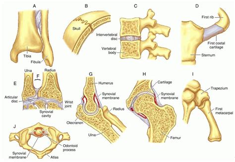 An Image Of Different Types Of Bones And Their Functions In The Human