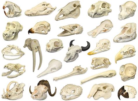Can You Recognize The Animals From Their Skulls With Images Animal