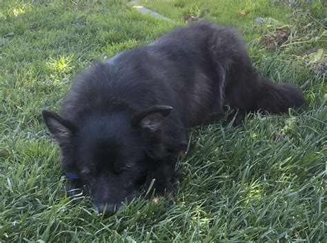 Dog Of The Day Pepper The Border Collie Chow Mix The Dogs Of San