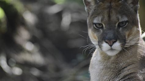 Mom Fights Off Cougar Attacking Her Son On Vancouver Island In Canada