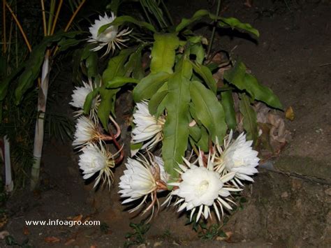 Cultura Guaraní La Dama De Noche