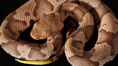 Learn how to find and catch a wild snake in your backyard, home, or on any outdoor adventure using just your bare hands. Va. Beach woman, daughter discover copperhead snake in ...