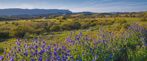 Wildflowers And Art Of The Flinders Ranges And Outback South Australia