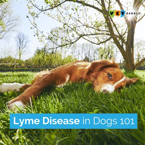 In High Risk Areas It Is Estimated That Around 75 Of Dogs Are Infected