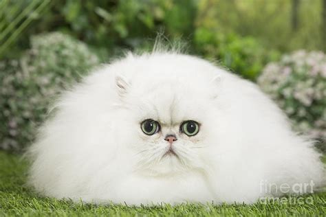 Fluffy White Kittens Cats Fluffy White Cat Stock Photo Image By C