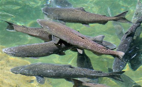 Threatened Spring Run Chinook Salmon Are Sparse This Year Chico