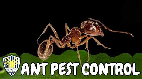 Ant Control Services New Lenox Il Ant Pest Control