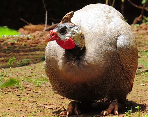 Guinea Fowl Birds Male And Female — World Ghoomo
