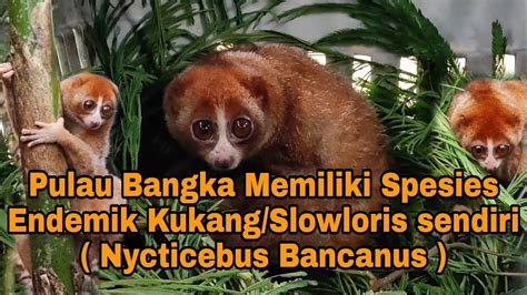 Pulau Bangka Memiliki Spesies Endemik Kukangslowloris Sendiri