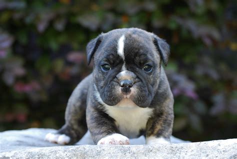 Dear bulldogs and mastiffs lover, we appreciate your interest in a bulldogs or mastiffs from old red english bulldogs kennel inc., one of the best kennels in the world. bogie5w5 - Olde South Bulldogges