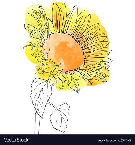 Drawing Sunflower Royalty Free Vector Image Vectorstock