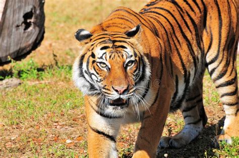 Female Bengal Tiger Stock Photo Image Of Look Natural 24941044