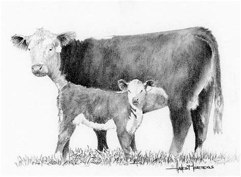 How To Draw A Cow Calf Draw Easy