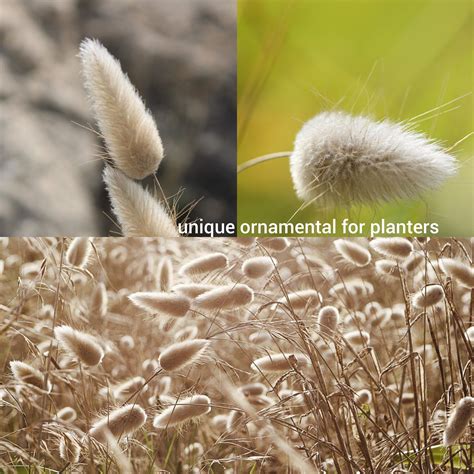 Bunny Tail Grass Seeds Canada Rabbits Tails Ornamental Grass