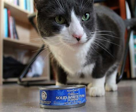 Can a cat eat cilantro? Can Cats Eat Canned Tuna? Why It Might Be Harmful | Cat ...
