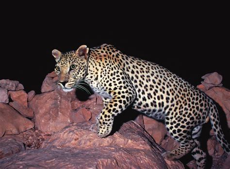Subpopulations are isolated and not larger than 50 mature individuals. The Arabian leopard - Panthera pardus nimr Native... - The ...