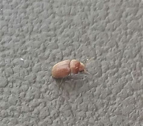 Little Brown Flying Bugs In My Bedroom