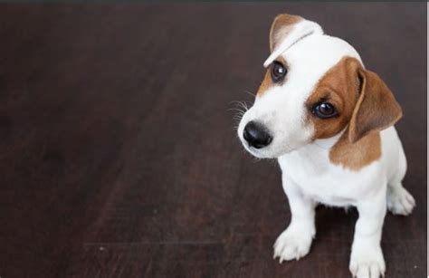 A First Time Owners Guide To Choosing The Perfect Dog