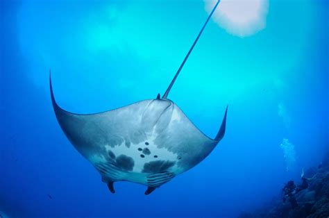 Ucsd Student Discovers Worlds First Known Manta Ray Nursery Fox 5